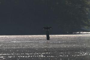 Kormoran